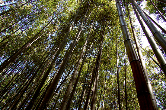 대표적인 대나무숲으로 유명한 전남 담양의 죽녹원의 대나무 숲의 일부(2009년 촬영). ⓒ장지용