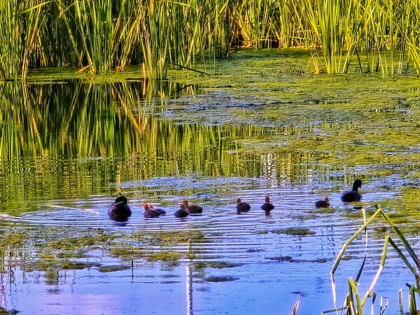 어미새를 따라서~. ©하석미