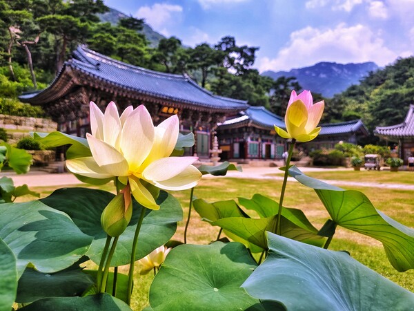 "연꽃이 전하는 고요한 사찰의 숨결". ©하석미