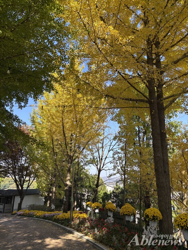 테마파크에 들어서자마자 노랗게 물든 은행나무가 보였다. 함께 한 활동지원사가 찍어주었다. ⓒ조현대