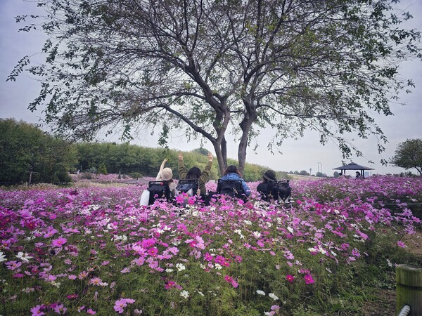 코스모스 가득한 들판에서의 한가로운 가을 순간. ©하석미