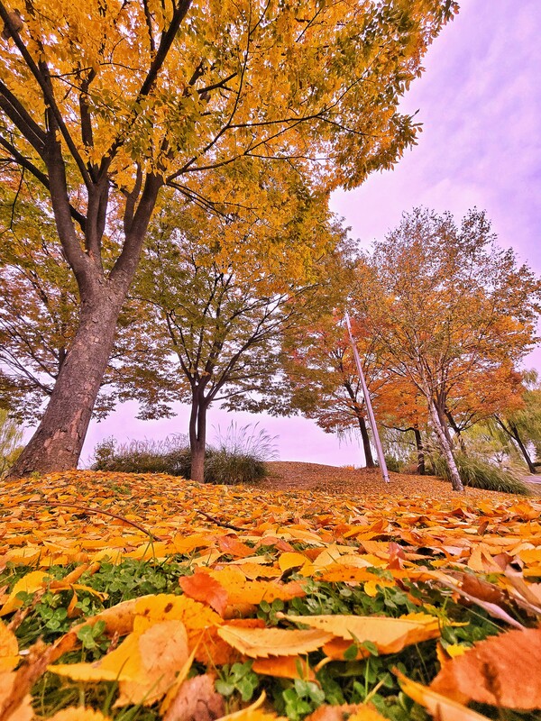 가을빛에 물든 낙엽의 향연. ©하석미