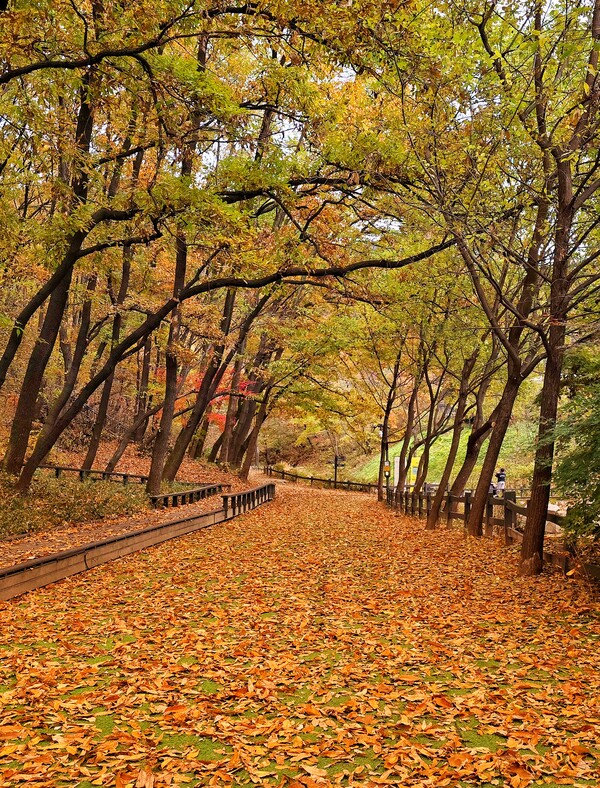 "낙엽으로 물든 황금빛 가을 산책로". ©하석미