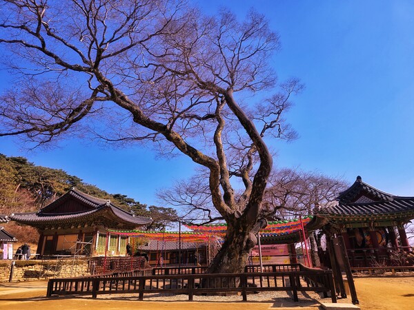 수령이 느껴지는 전등사와 보호수. ©하석미