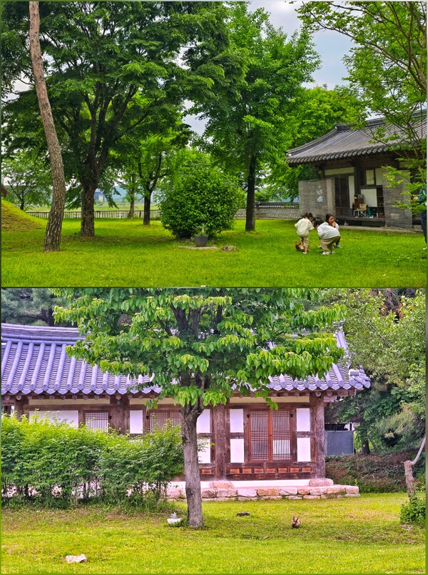 사찰의 마당을 품은 나무 아래, 토끼와 아이들. ©하석미