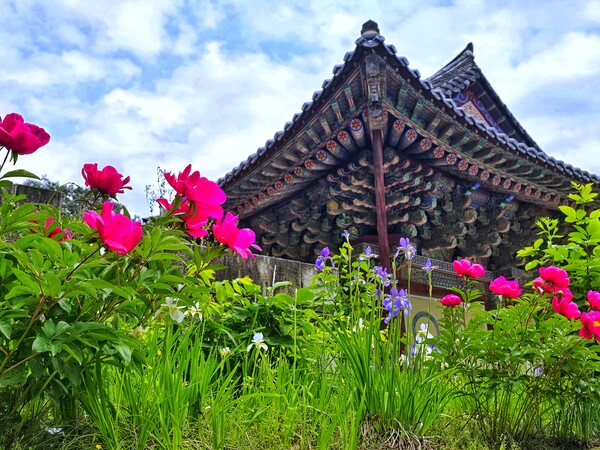 고즈넉한 극락보전과 만개한 작약꽃의 조화. ©하석미