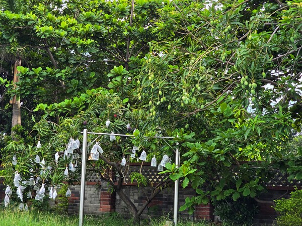 대만의 망고 사랑이 느껴지는 정원. ©하석미