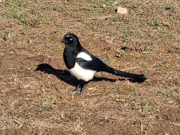 천막 주위를 어슬렁거리는 까치. ⓒ이복남